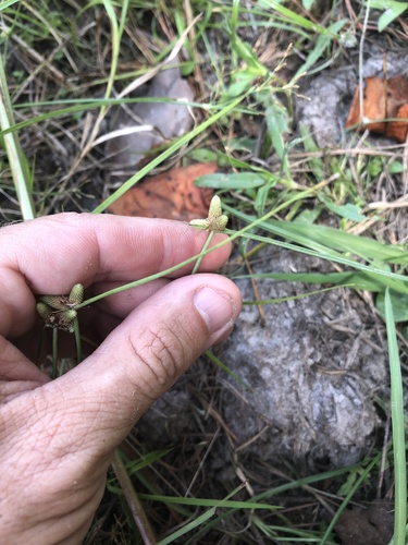 American halfchaff sedge (Lipocarpha maculata)