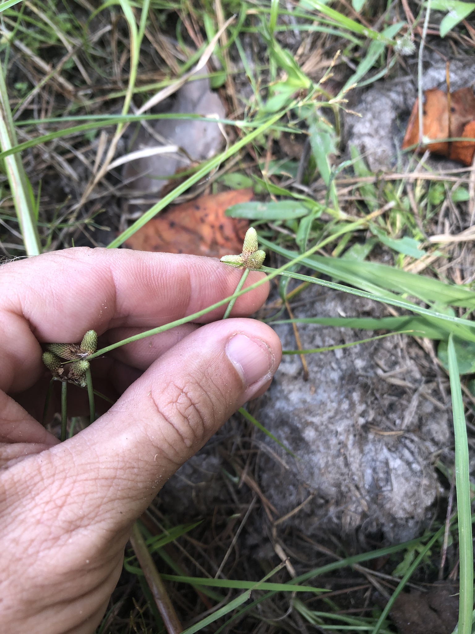 Cyperus neotropicalis