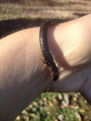 Plethodon richmondi