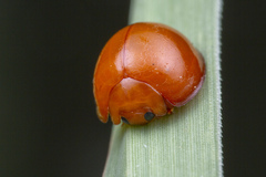 Chilocorus circumdatus