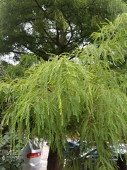 Taxodium distichum