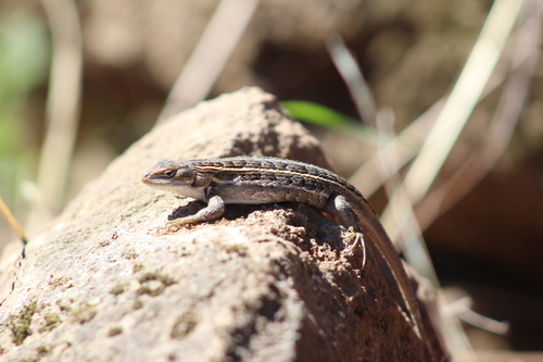 Brown’s Bunchgrass Lizard
