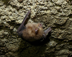 Rhinolophus clivosus