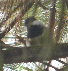 Poecile sclateri