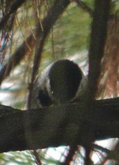 Poecile sclateri