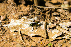 Image of Bicyrtes discisus