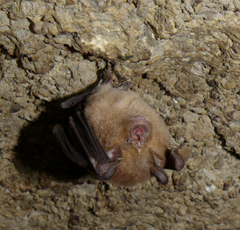 Rhinolophus clivosus