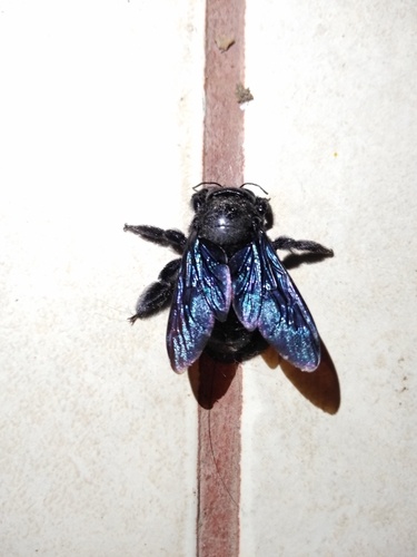 Mexican Carpenter Bee (Xylocopa mexicanorum)