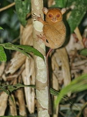Horsfield's Tarsier photo 2
