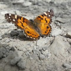 Vanessa virginiensis