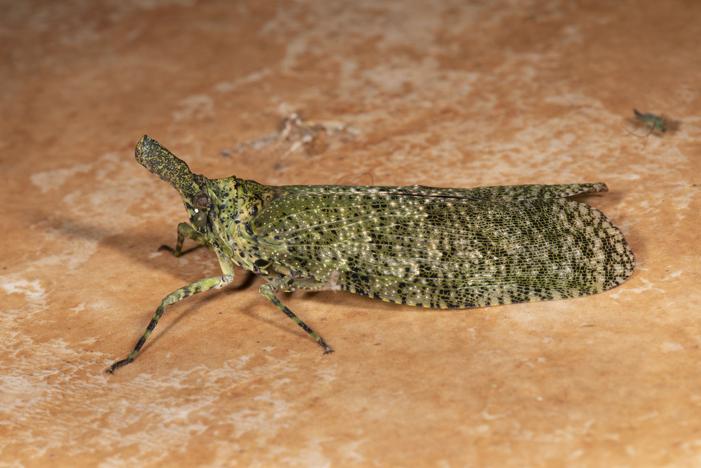 Diareusa annularis