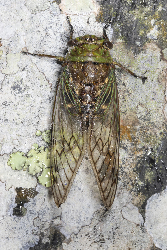 Fidicina mannifera