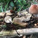 Marasmius brunneolorobustus - Photo (c) eleanorguard, some rights reserved (CC BY-NC)
