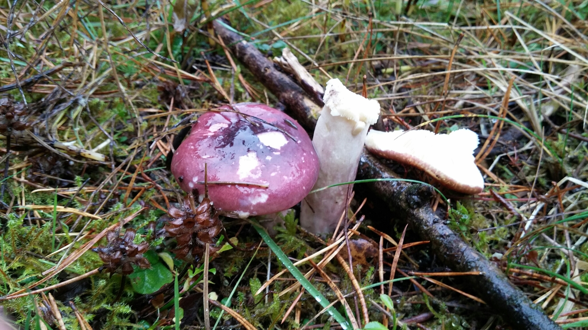 Russula caerulea image