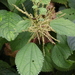 Boehmeria macrophylla - Photo (c) Phuentsho, algunos derechos reservados (CC BY-NC-SA), uploaded by Phuentsho
