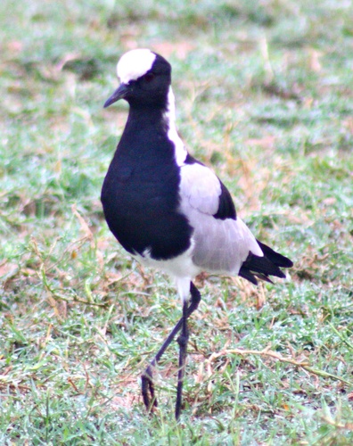 Vanellus armatus