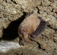 Rhinolophus clivosus