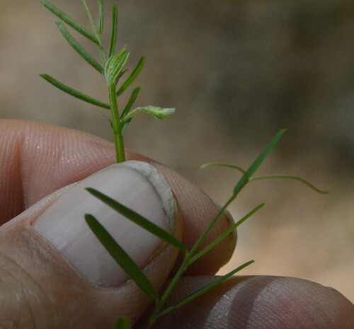 Image of Vicia minutiflora by (c) Dan Johnson, some rights reserved (CC BY)