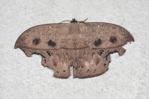 Oxytenis mirabilis
