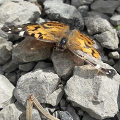 Vanessa virginiensis