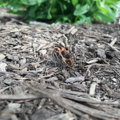 Vanessa virginiensis