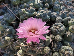 Coryphantha elephantidens