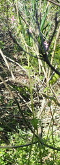 Cysticapnos cracca