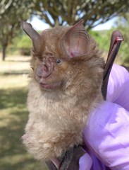 Rhinolophus clivosus