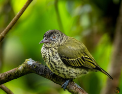 Sharpbill photo 3