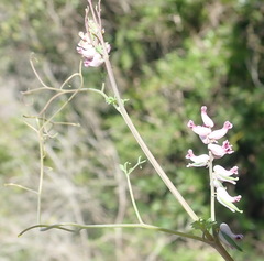 Cysticapnos cracca