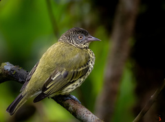 Sharpbill photo 2