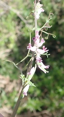 Cysticapnos cracca