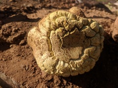 Buchwaldoboletus sphaerocephalus