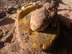 Buchwaldoboletus sphaerocephalus