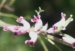 Cysticapnos cracca