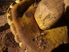 Buchwaldoboletus sphaerocephalus