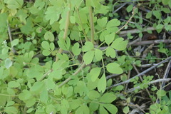 Cysticapnos cracca