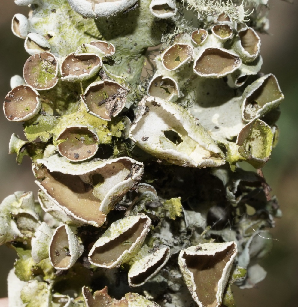 perforated ruffle lichen from Liberty County, TX, USA on March 03, 2023 ...