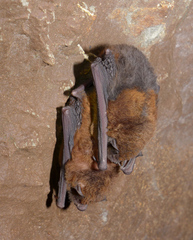 Miniopterus