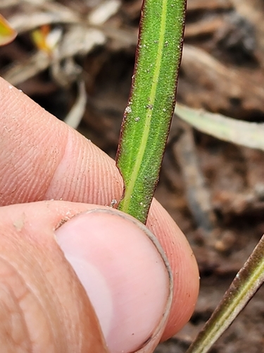 Image of Helenium vernale by (c) Scott Allen Davis, some rights reserved (CC BY)