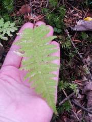 Athyrium