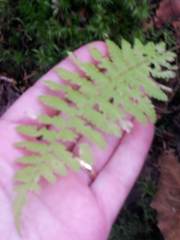 Athyrium