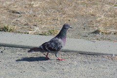 Columba livia