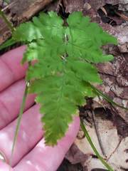 Athyrium