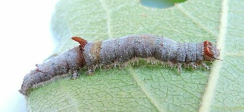 Woody Underwing photo 3