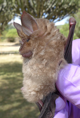 Rhinolophus clivosus