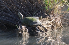 Trachemys gaigeae
