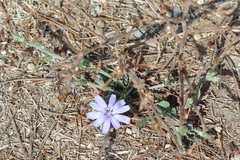 Cichorium intybus