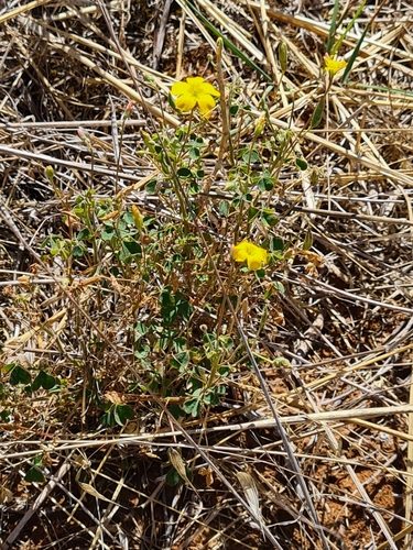 Image of Oxalis perennans by (c) Heath Hunter, some rights reserved (CC BY)