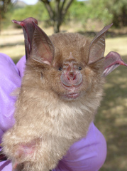 Rhinolophus clivosus